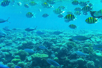  Abudefduf vaigiensis. School of tropical fish on the corals of the Red Sea
