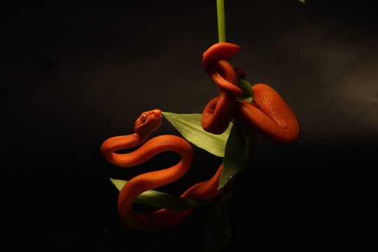 The Tree boa (Corallus hortulanus), red morph on the small green branch with dark black background.