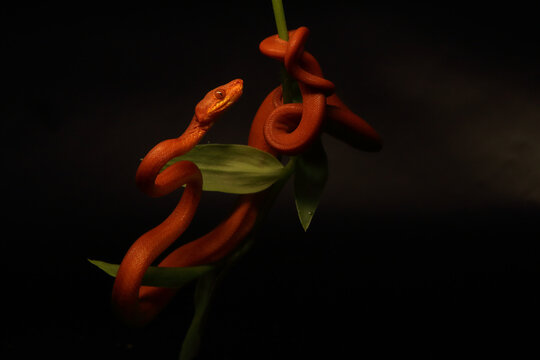 The Tree boa (Corallus hortulanus), red morph on the small green branch with dark black background.