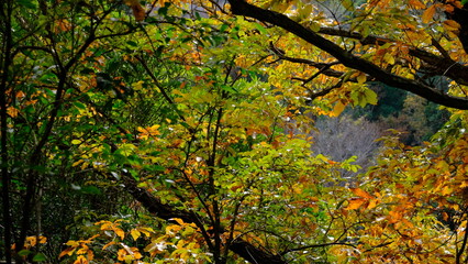 Colorful trees in the park.