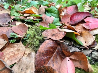 red and yellow leaves