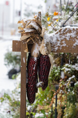 雪を被った乾燥トウモロコシの装飾