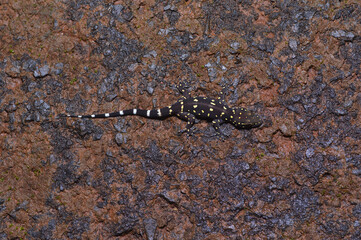 Bombay Leaf-toed Gecko, Hemidactylus prashadi, Amboli Maharashtra, India. Endemic to the Western Ghats of India.