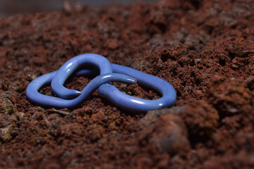 Indotyphlops braminus, commonly known as the brahminy blind snake , Satara, Maharashtra, India