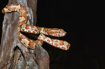 Brown morph of Malabar pit viper, Craspedocephalus malabaricus, Amboli Maharashtra, India