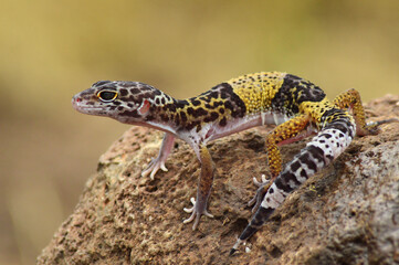 Indian leopard gecko, Eublepharis fuscus, Baramati, Maharashtra,  India