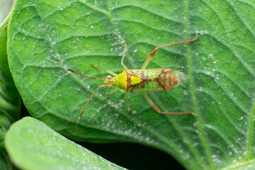 Green stink bug insect  or green soldier bug. Family Pentatomidae, Satara, Maharashtra, India
