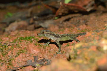 Yellow bellied day gecko, Cnemaspis flaviventralis, Amboli Maharashtra, India.  New species of gecko from the Western Ghats of Maharashtra, India.