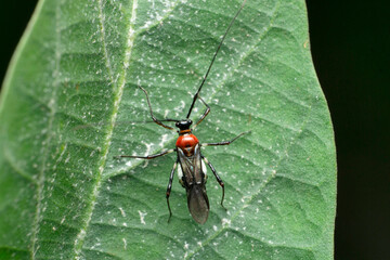 Red Assasin bug species, Satara, Maharashtra, India