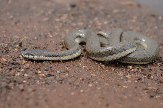 Glossy marsh snake, Gerarda prevostiana, Mumbai, Maharashtra,  India. he species is endemic to Asia. It is the only species in the genus Gerarda.