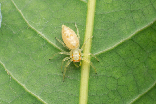 Jumping spider,  Epocilla calcarata (Karsch, 1880) Female, Satara, Maharashtra, India