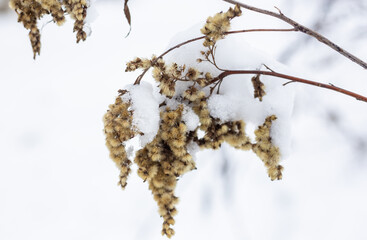 Dry grass branches on the background of winter nature.