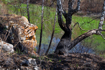 limestone stone on the background of burnt foliage