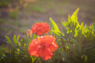 red poppy flowers