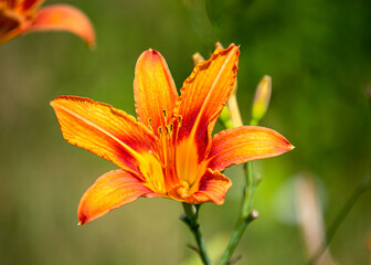 Beautiful orange-yellow daylilies in the summer garden.