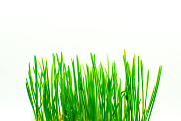Fototapeta premium Grass on the white background