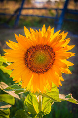 sunflower in the field