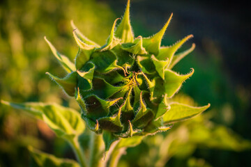 close up of a flower