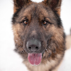 Large dog german shepherd in the forest in winter in the snow