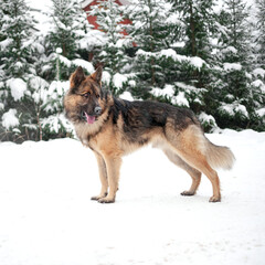Large dog german shepherd in the forest in winter in the snow