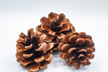 Dried pine cones on white background