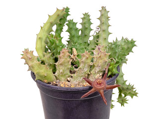 The Plant Blooms, The Succulent Stapelia (Latin Name), The Birthplace of Namibia and South Africa....