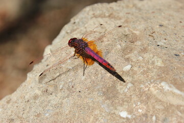 dragonfly pink