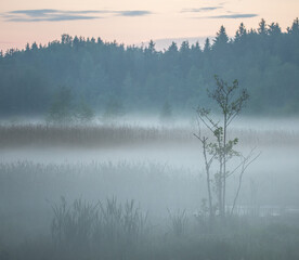 Fototapeta premium misty morning on the river