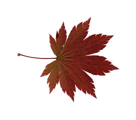 Autumn red maple leaf, herbarium. Shooting close-up. Autumn seasonal decor. Falling leaves banner template. Bright leaf of a forest tree. Flat lay of orange and green foliage. Isolated on white