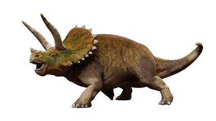 Triceratops horridus, dinosaur from the Late Cretaceous period isolated on white background, front view
