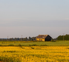 Plakat landscape with a barn