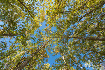 treetops in a forest of poplars