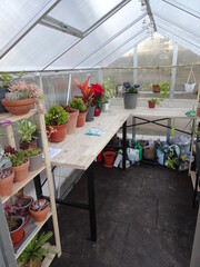Plants in a Spanish Greenhouse 