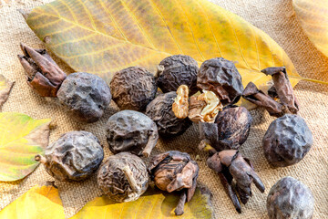 Walnut fruits in autumn. Bright yellow leaves and brown wrinkled shell. Sweet buttery kernel