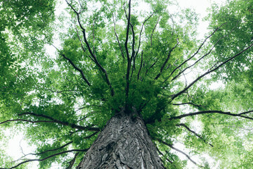 Fototapeta premium The dense tree that I saw from the bottom.