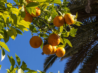 Oranges hanging from branches among leaves on the tree,
