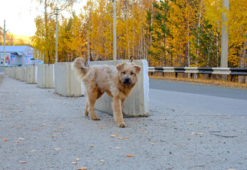Homeless dog on the road. Autumn blurred trees in the background