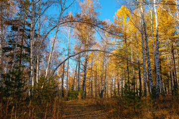 Autumn forest in a mixed forest. Blue sky, blurred background, no people