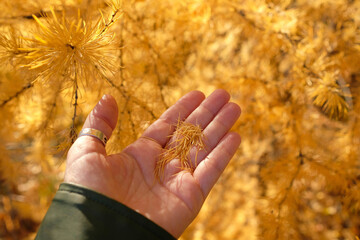 Yellow larch needles in hand. Thin beautiful leaves of a pine tree