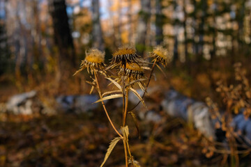 Dry flower in the autumn forest. Plant centered, beautiful sunshine
