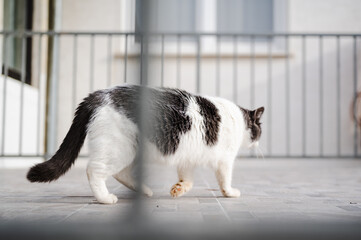 Big and beautiful long hair cat slowly walking away on house balcony, low angle view