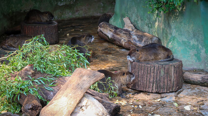Beavers sleeping in their closed habitat at zoo