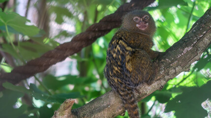 Close up of small monkey looking above the camera at the zoo