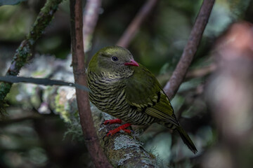 A Barred Fruiteater (Pipreola arcuate) perched on a lichen covered branch, Colombia, South America