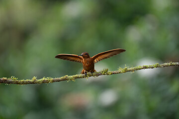 A Shining Sunbeam hummingbird (Aglaeactis cupripennis) perched on a flowering bush, against a blurred natural background, Colombia, South America