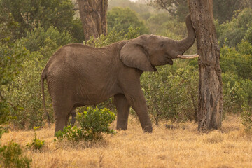 Wild african elephant close up, Botswana, Africa