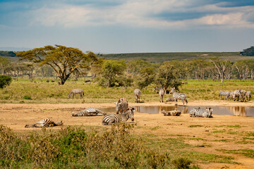 african plains zebra on the dry brown savannah grasslands browsing and grazing. focus is on the zebra with the background blurred, the animal is vigilant while it feeds