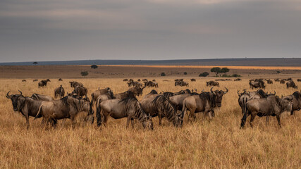 Wildebeest migration, Serengeti National Park, Tanzania, Africa