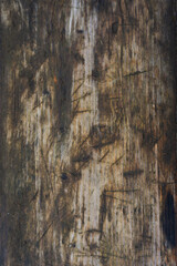 Texture of an old wooden board with jagged edges. Longitudinal cut of a tree.
