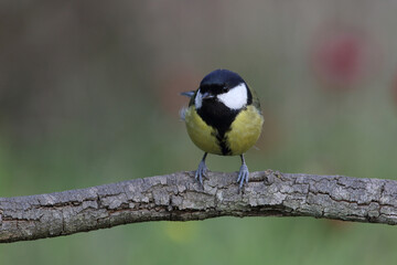 great tit  (Parus major) on branch